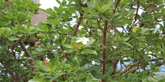 Gardenia gummifera